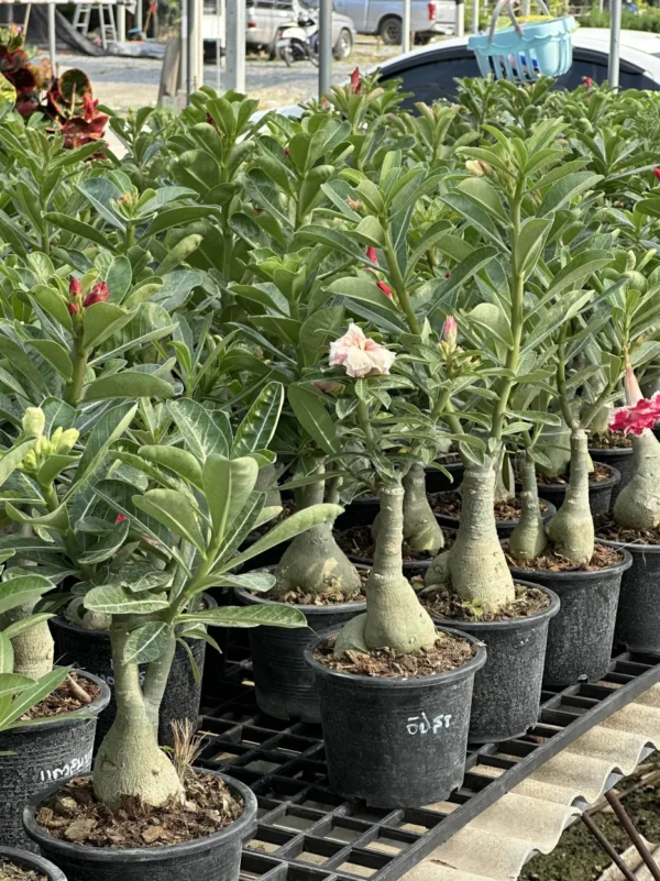Adenium Obesum – Grafted Plant (Rosy Adenium- Double/Triple Flower) - Image 2