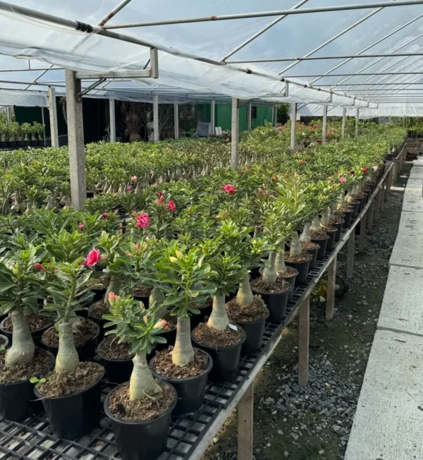 Adenium Obesum – Grafted Plant (Rosy Adenium- Double/Triple Flower) - Image 3