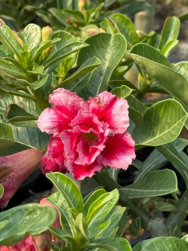 Adenium Obesum – Grafted Plant (Rosy Adenium- Double/Triple Flower) - Image 5