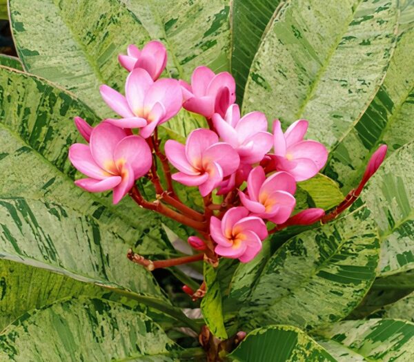 Plumeria hybrid (40 flowers)