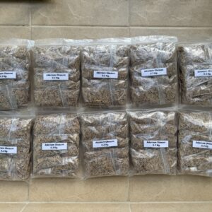 Adenium standard seed