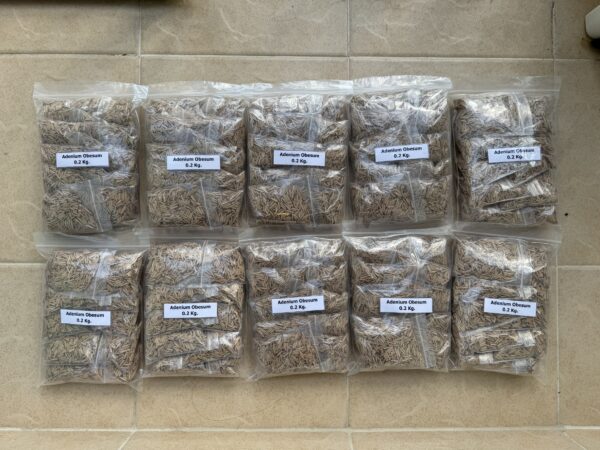 Adenium standard seed