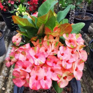 Euphorbia milii5